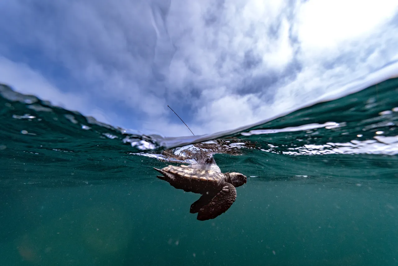 We released 14 satellite-tagged juvenile loggerhead turtles as part of an international research project!
