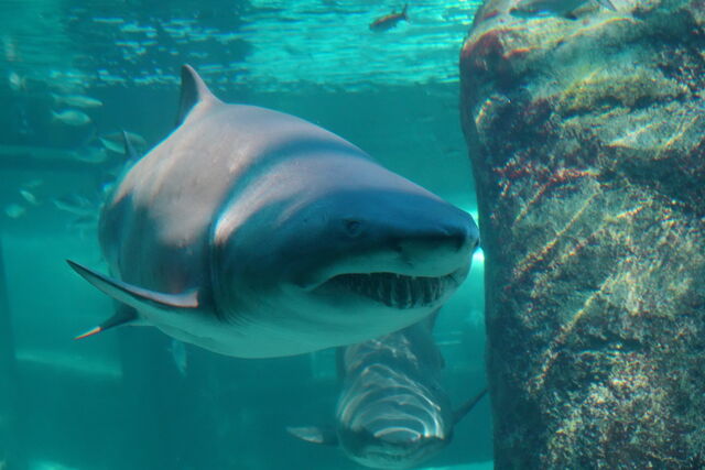Two Oceans Aquarium | Meet our ragged-tooth sharks