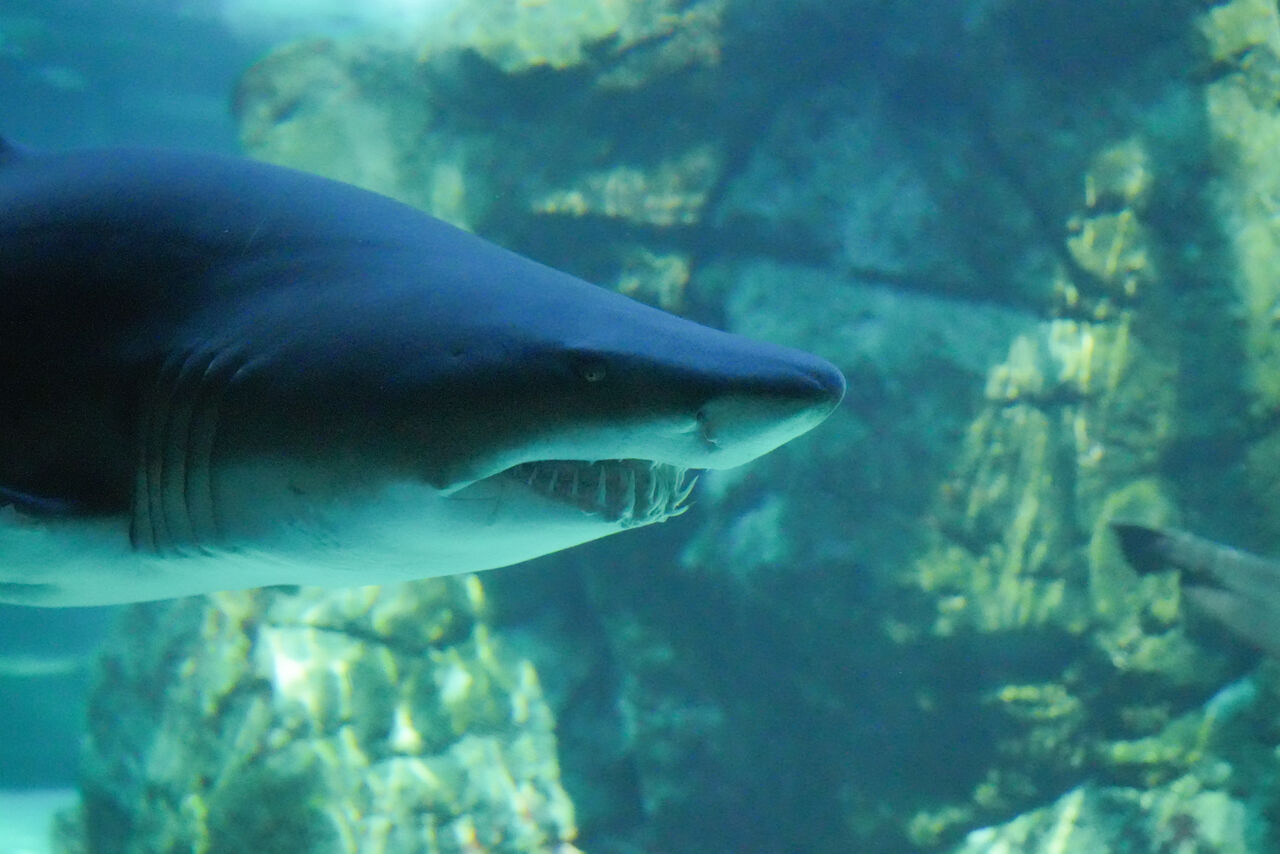 Meet our ragged-tooth sharks
