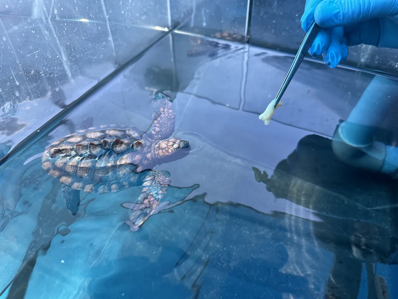 What do turtle hatchlings eat at the Two Oceans Aquarium Foundation’s Turtle Conservation Centre?