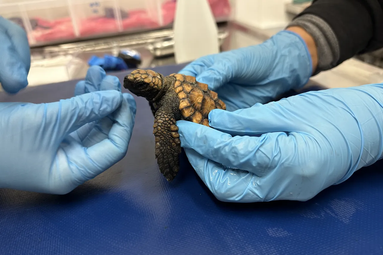A loggerhead turtle hatchling during a health check with our veterinary team