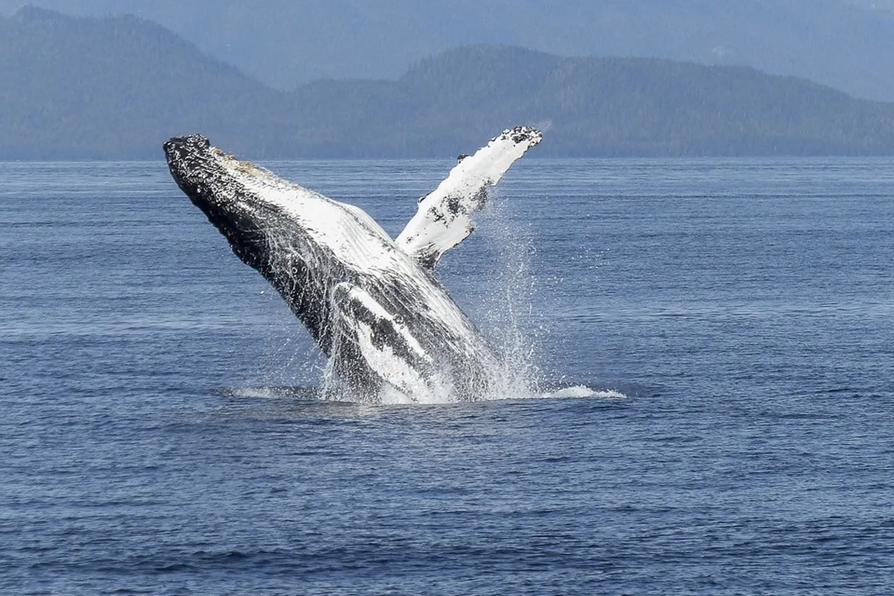 Humpback Whale Breaching