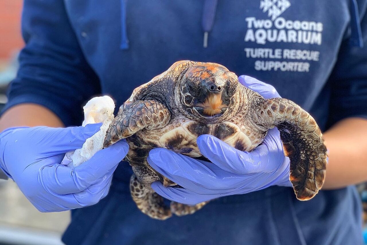 Loggerhead hatchling receives care