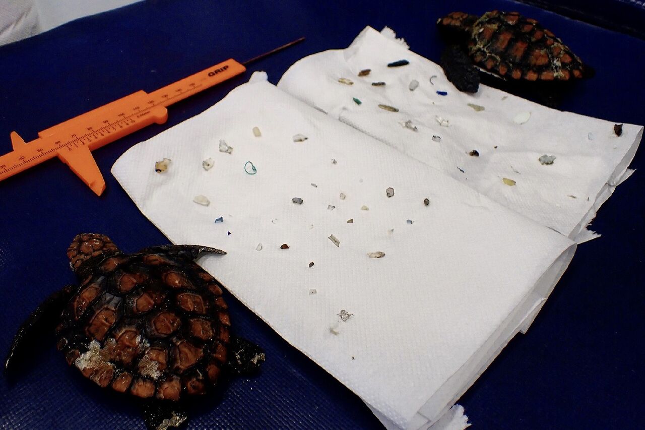 Loggerhead hatchlings and plastic