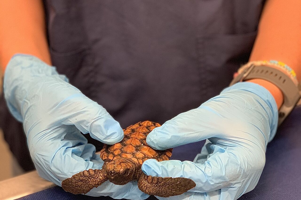 Tiny loggerhead hatchling