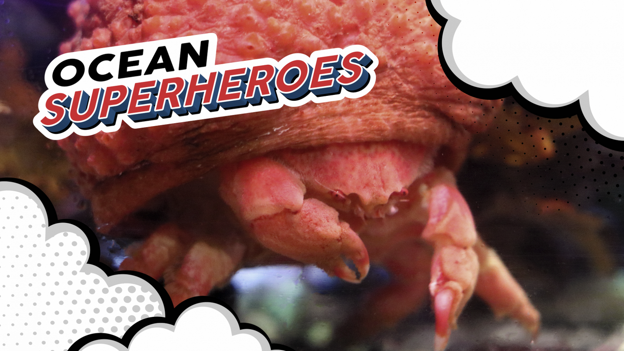Oh crab! carapaced ocean superheroes at the two oceans aquarium