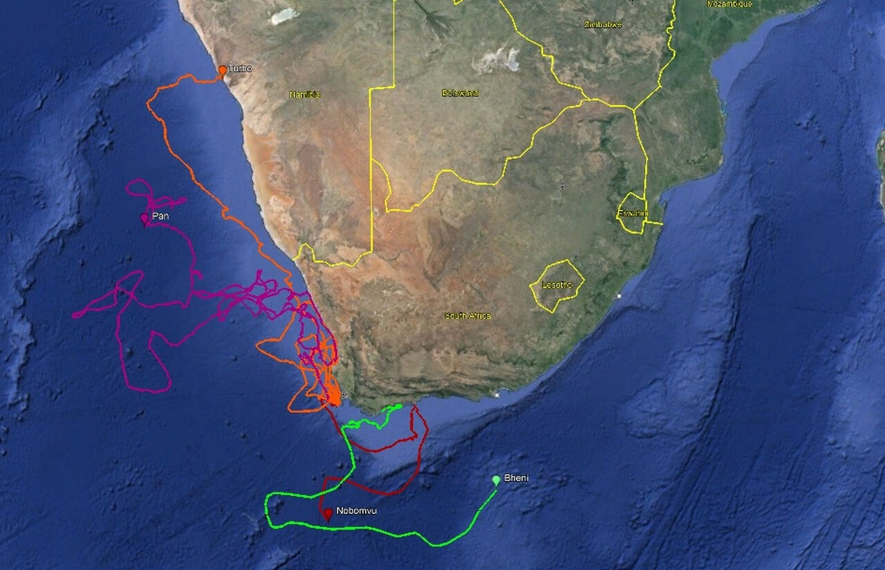 Tracking our Turtles: The first update of 2024!