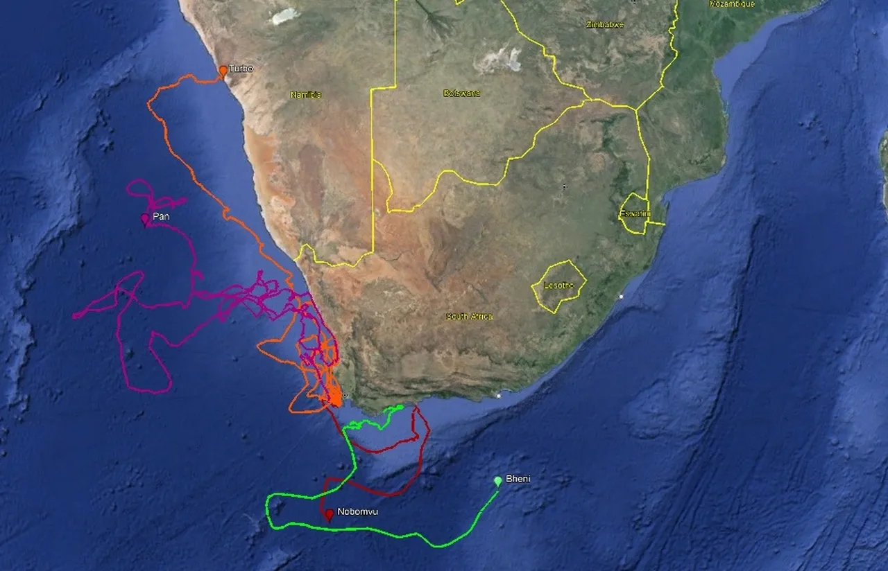 Tracking our Turtles: The first update of 2024!