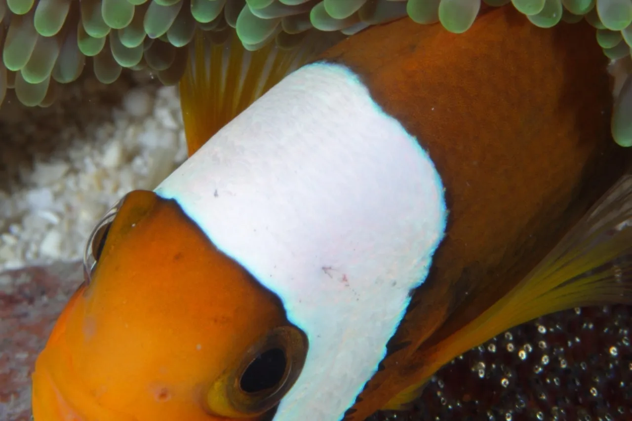 4677204689 a9d5cb78f5 o