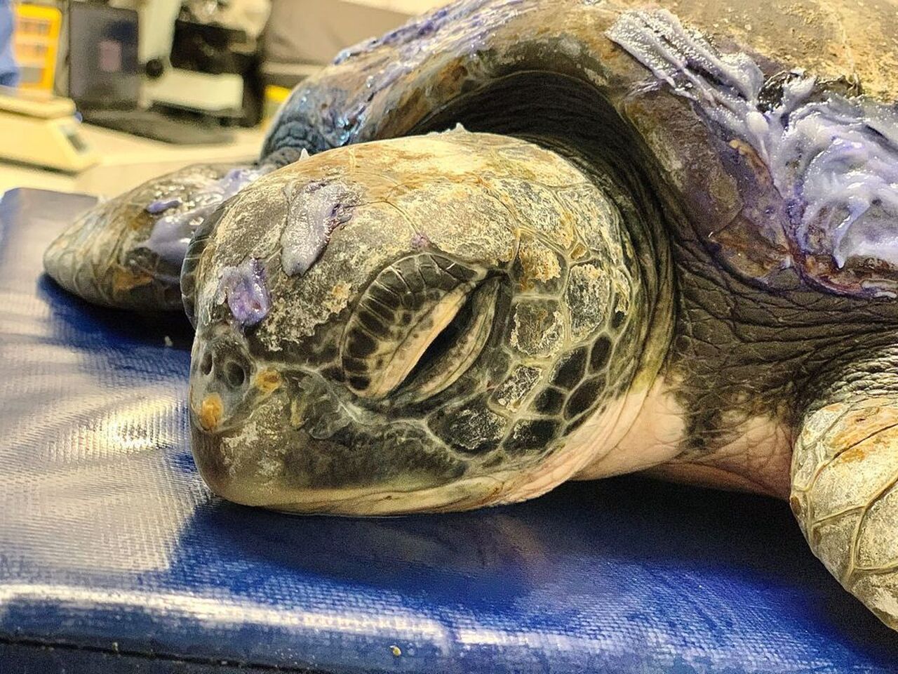 Bob & harry: rescued sea turtles on the path to recovery