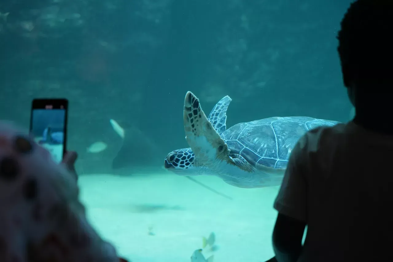 Here's why you should scuba dive in the I&J Ocean Exhibit