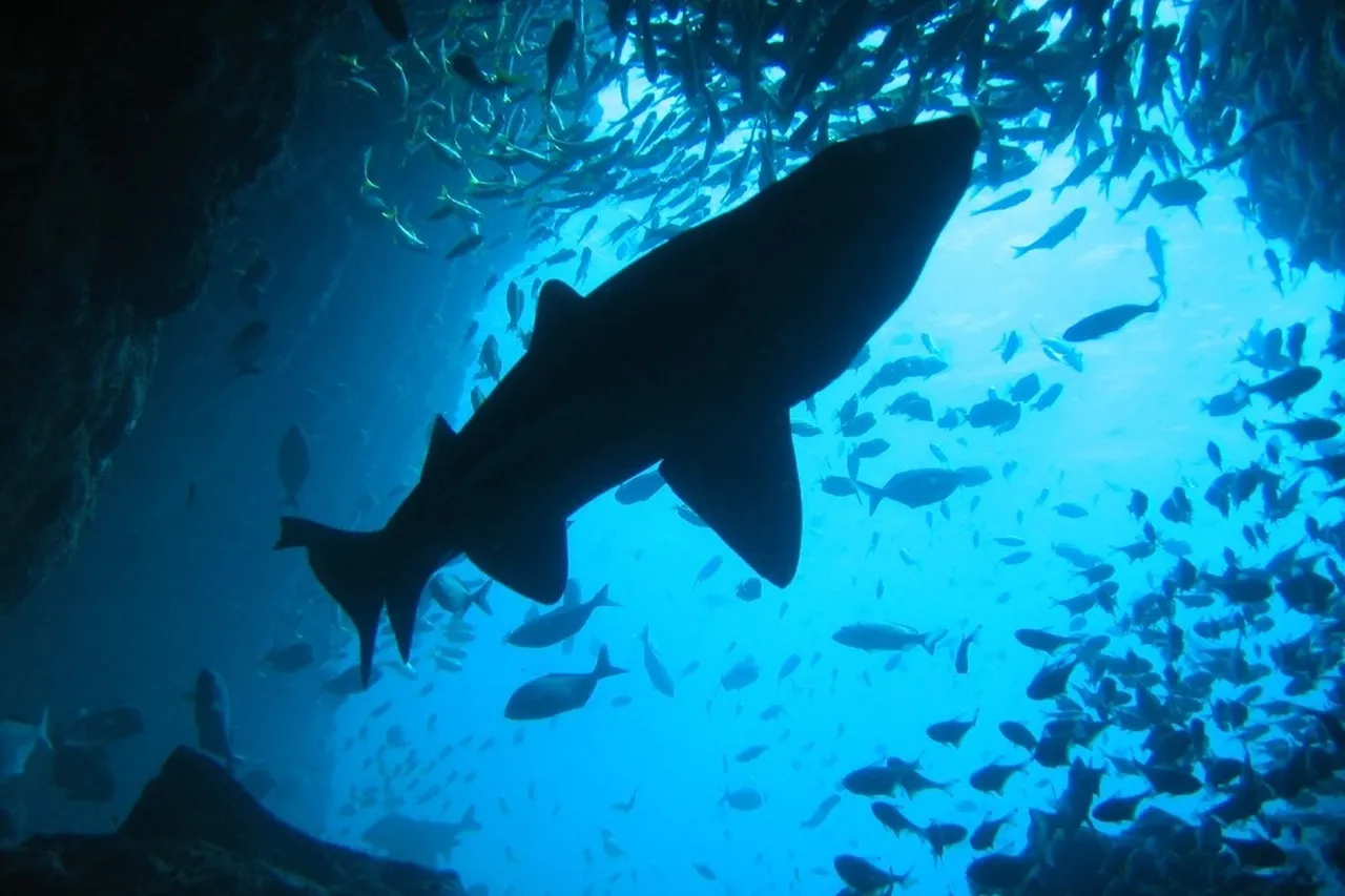 438037891 0393ac6ba7 o