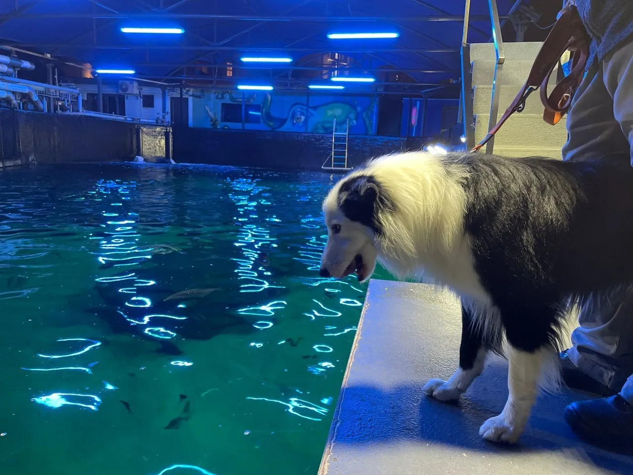 K9sara trains search and rescue dogs at the two oceans aquarium