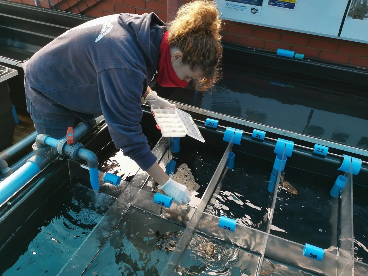 Turtles need breakfast too: the importance of mealtime for rescued sea turtles