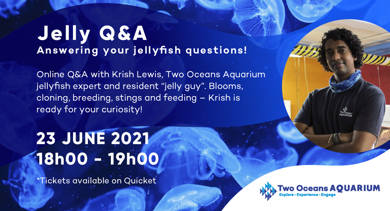 Jelly online q&a: answering all your jellyfish questions with krish lewis on 23 june 2021!