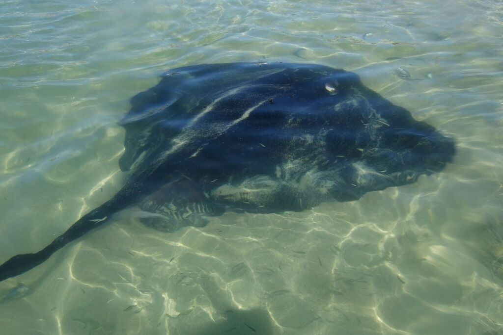 Two Oceans Aquarium Foundation Meet the largest stingray species in…