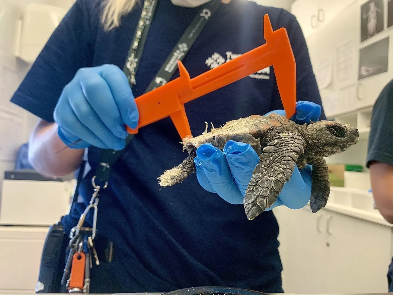 Turtle hospital admission: what happens when a rescued turtle arrives at the aquarium?