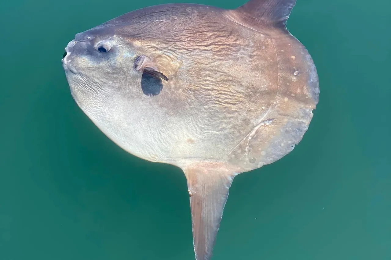 273001063 10161471693544128 7583880391914586635 n