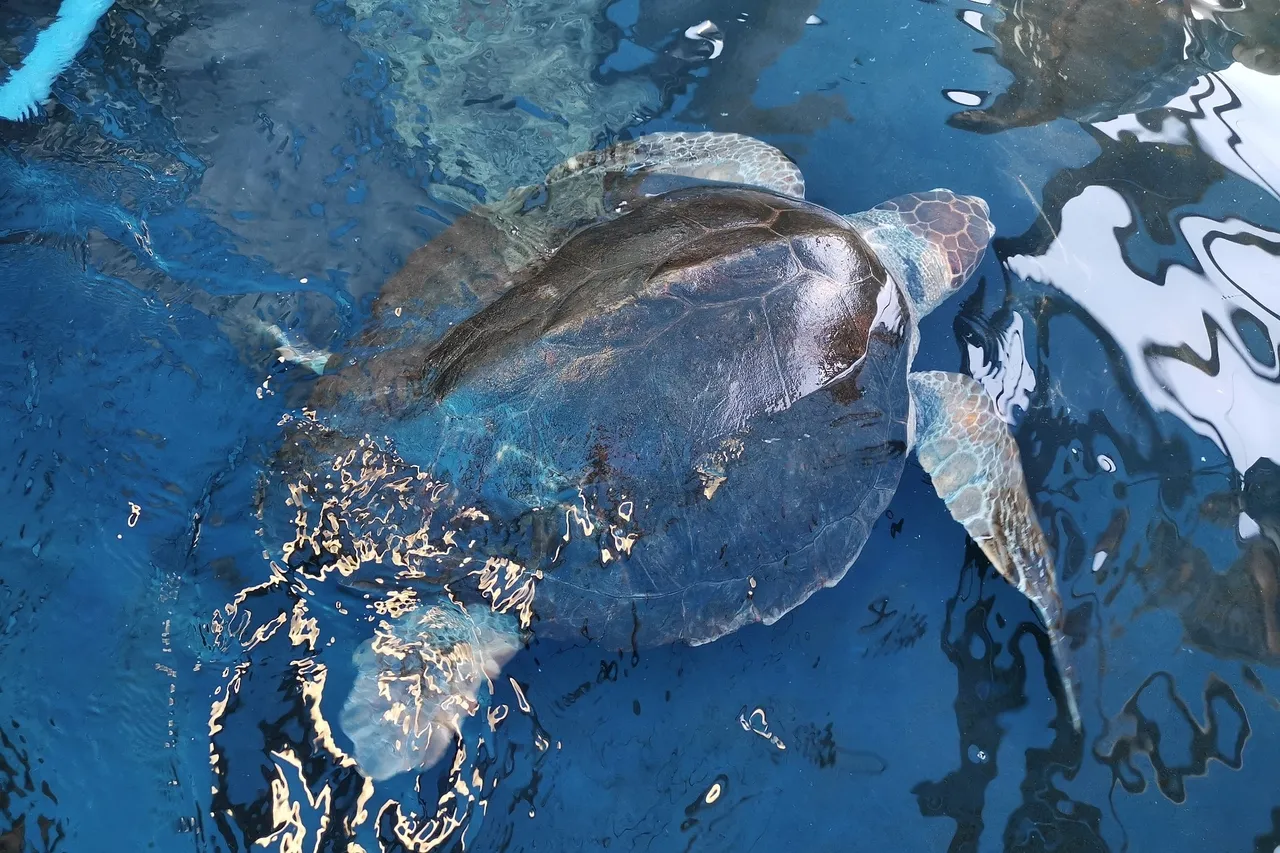 IMG 20220201 074721 1