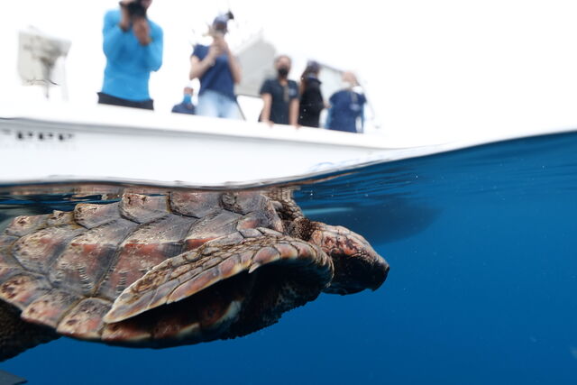 Two Oceans Aquarium | 44 endangered sea turtles released into the…