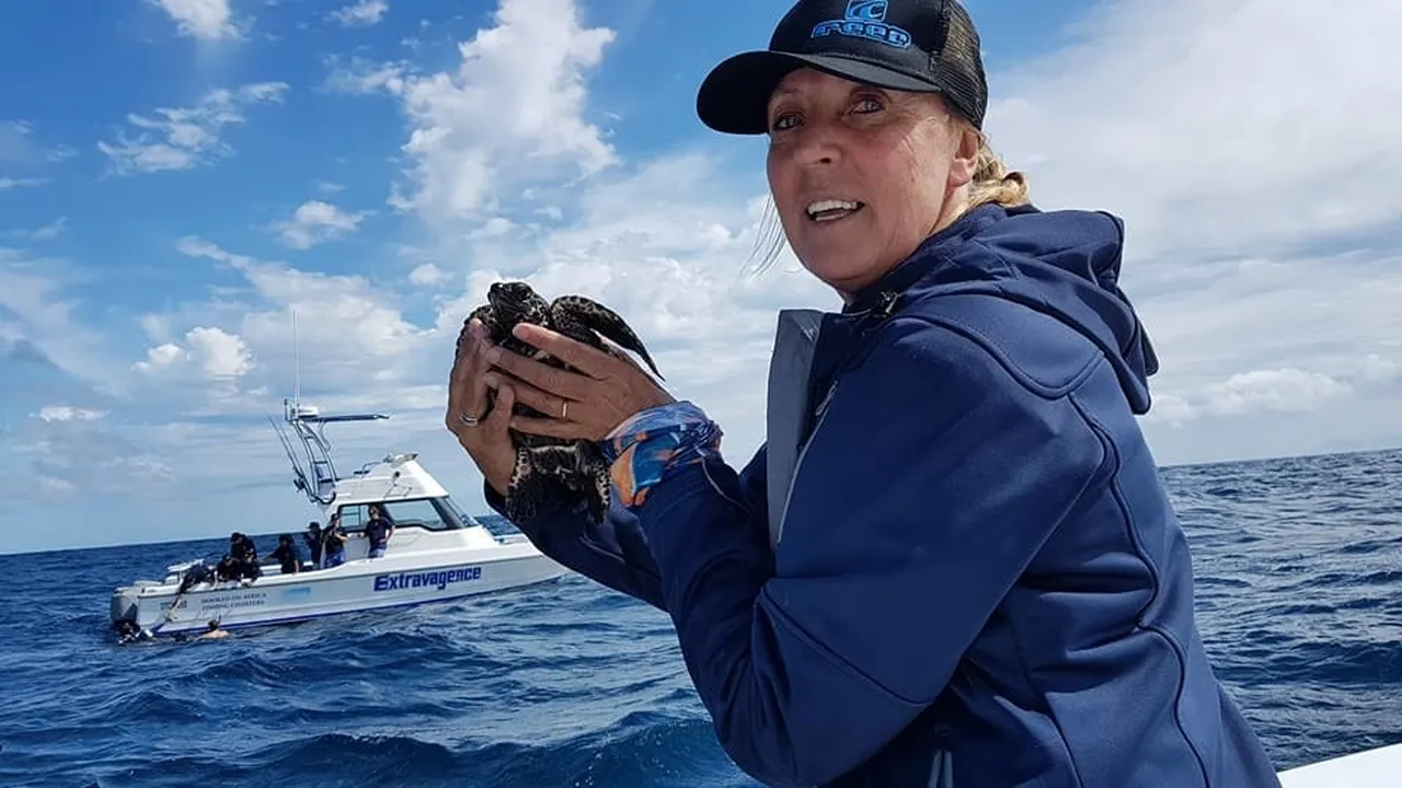 Meet tracy whitehead, the one incredible volunteer who keeps the whole turtle rescue network going