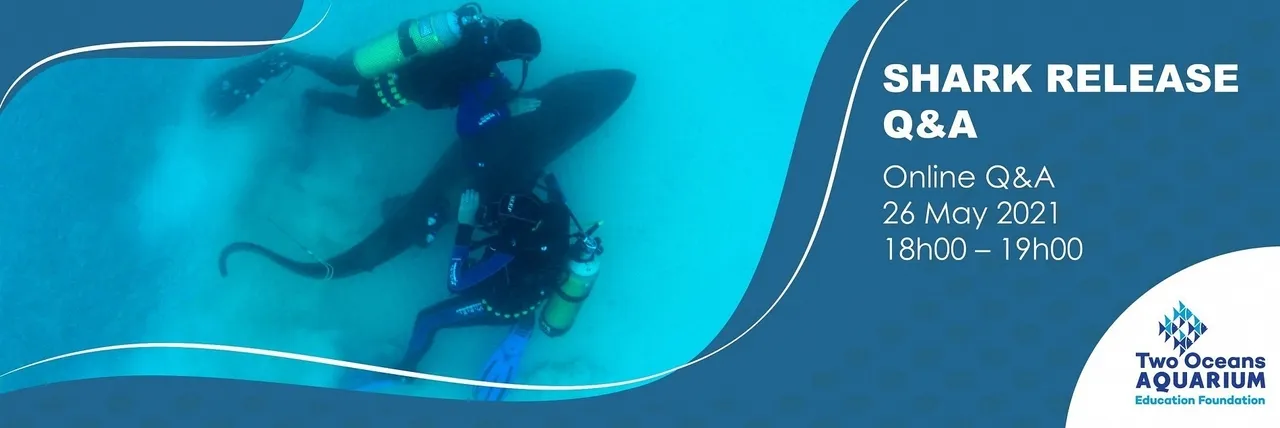 Online shark release q&a with paul van nimwegen on 26 may 2021