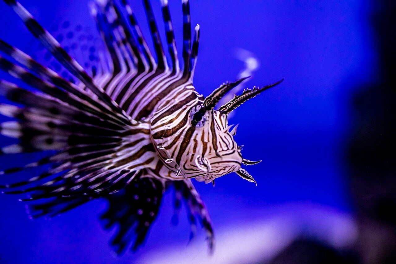 Devil firefish | Everything you need to know about the devil firefish, a.k.a. lionfish, in south africa
