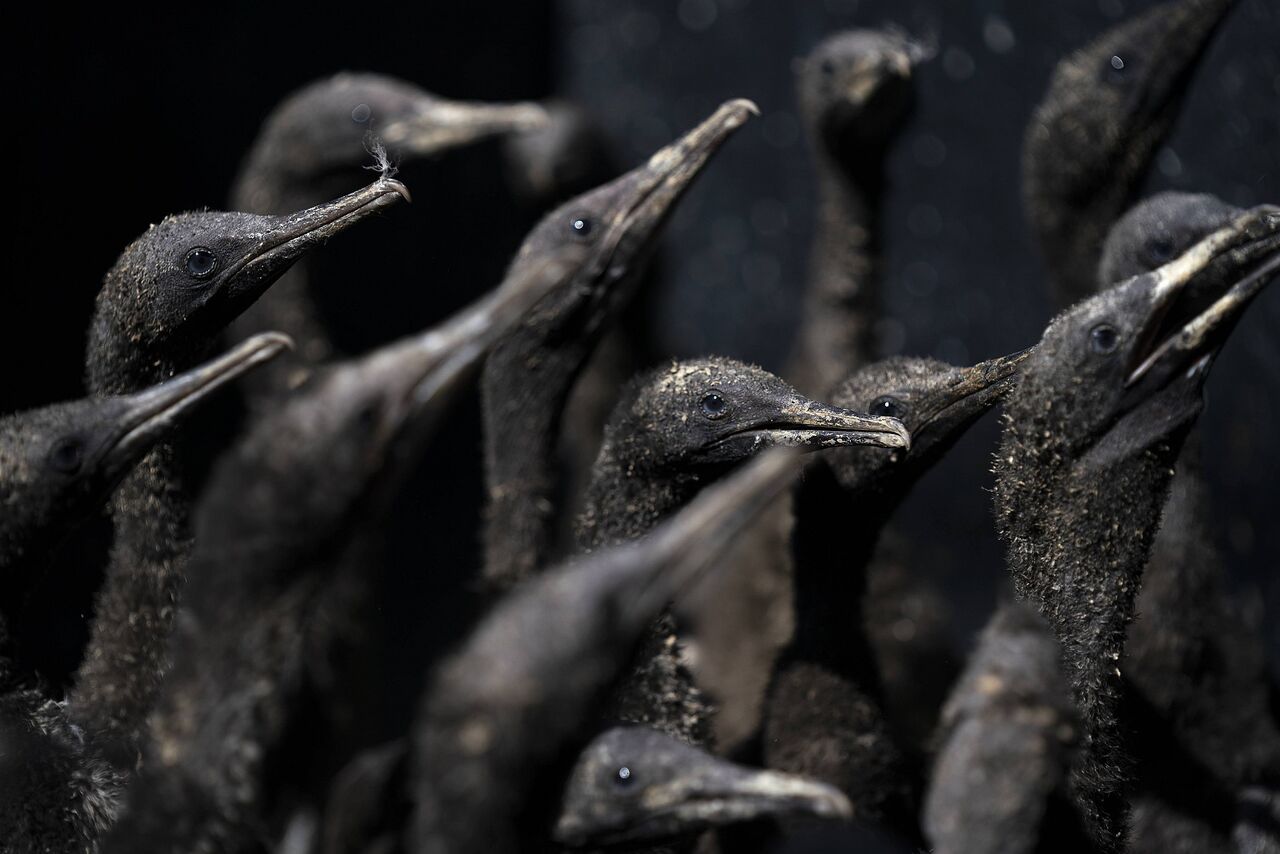 Helping robben island's rescued cormorants take flight with sanccob