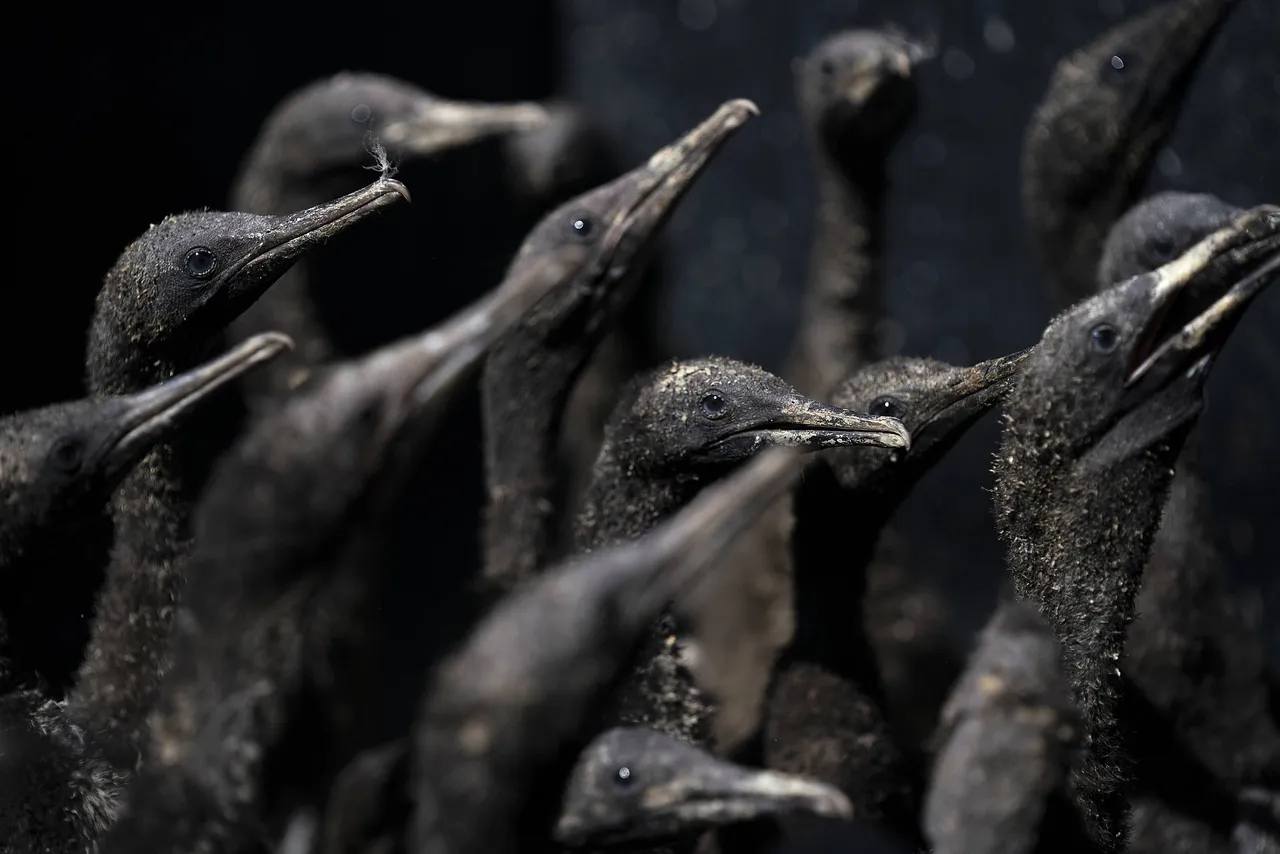 Helping robben island's rescued cormorants take flight with sanccob