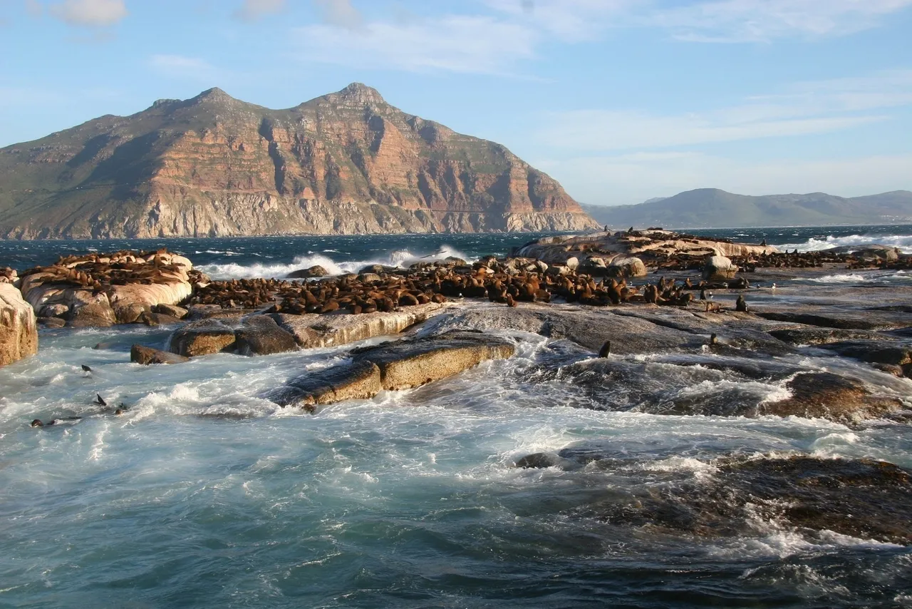 What kinds of seals do we find in south africa?