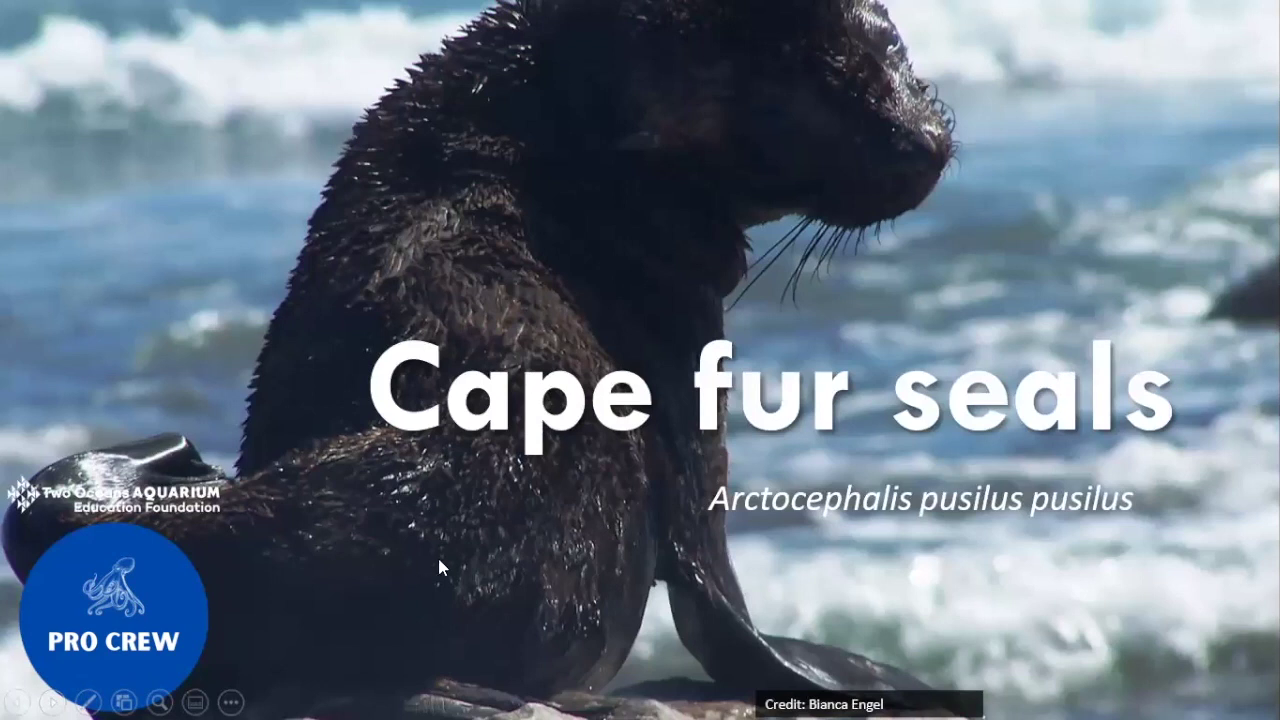 Join foundation crew for monthly ocean-themed education: this month is all about seals!