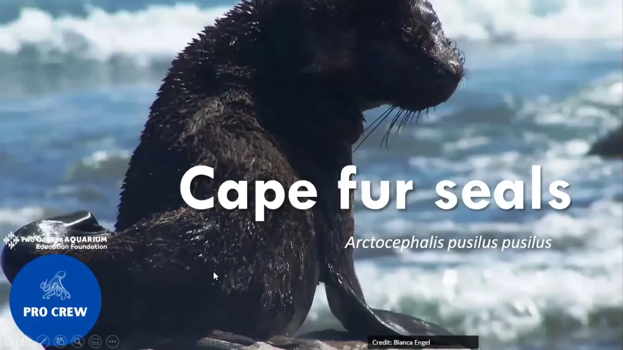 Join foundation crew for monthly ocean-themed education: this month is all about seals!