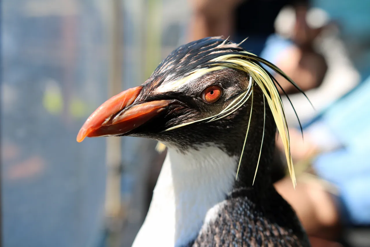 What happens during a penguin experience at the two oceans aquarium?