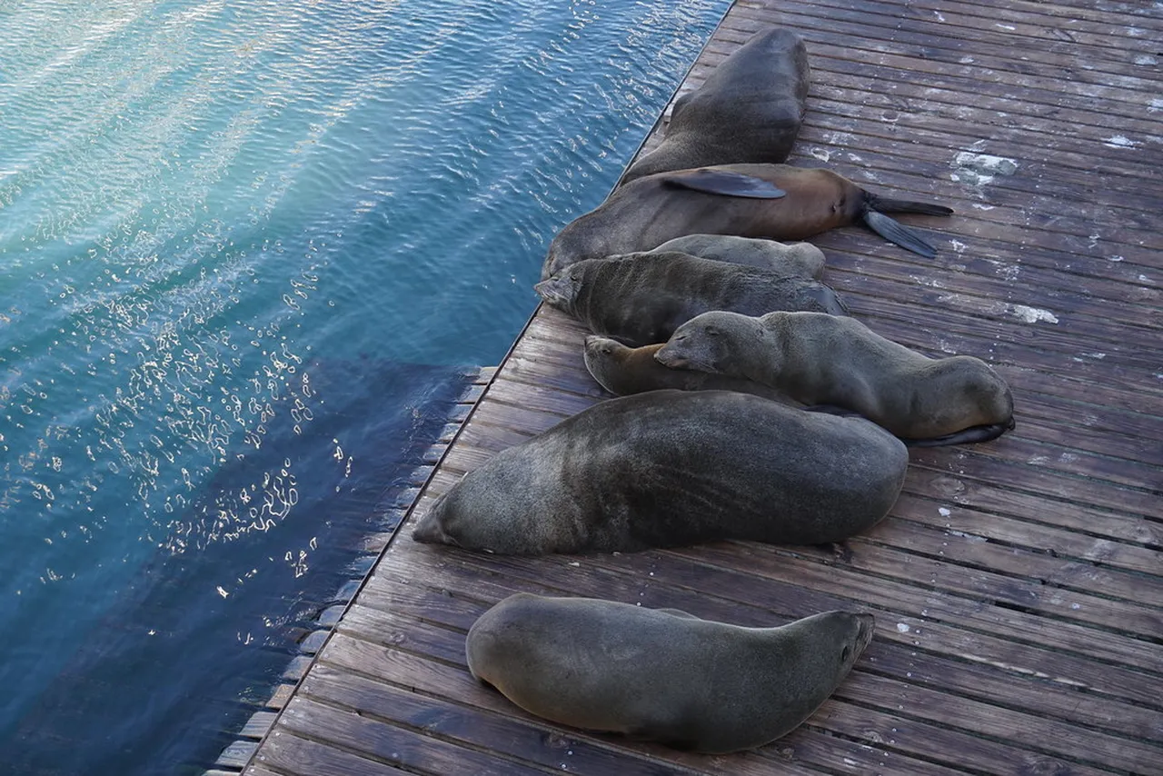 Everything you need to know about South Africa's Cape fur seals