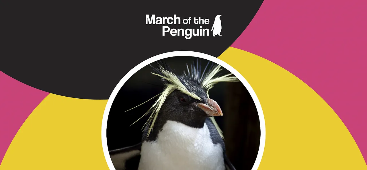 Why do rockhopper penguins have crests?