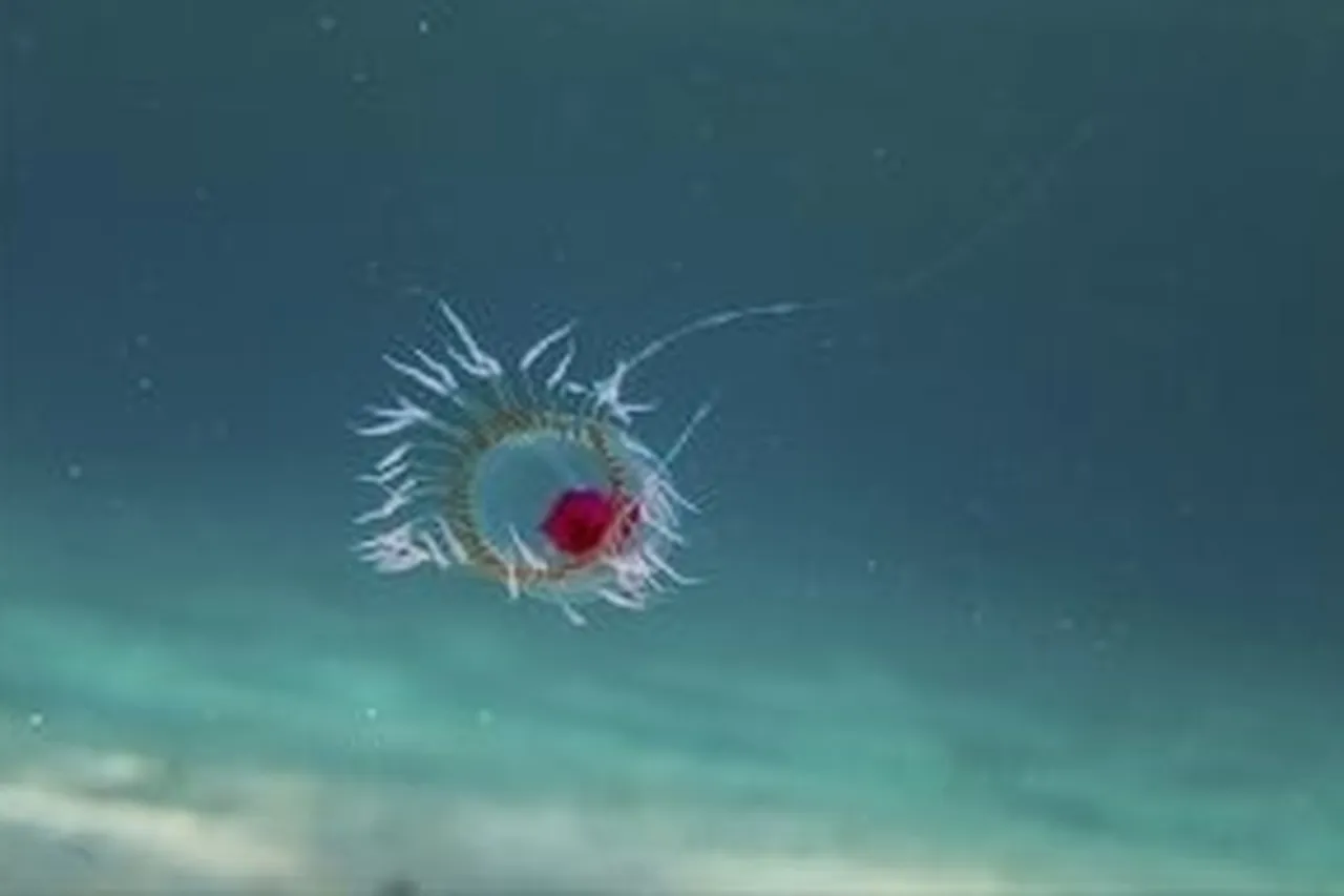 Turritopsis dohrnii