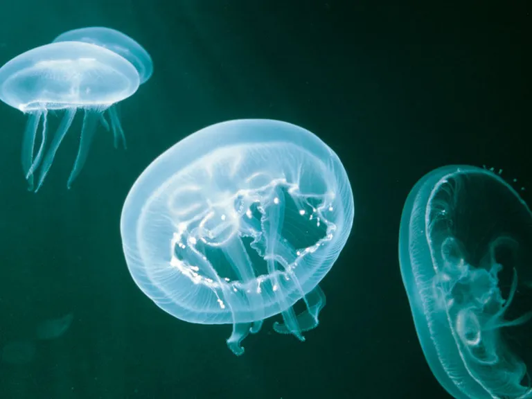 Jellyfish