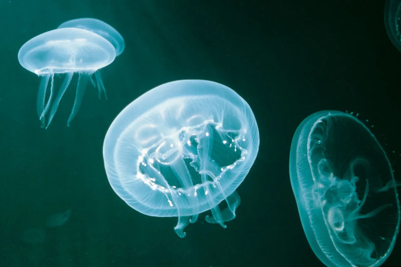 Moon jelly 1