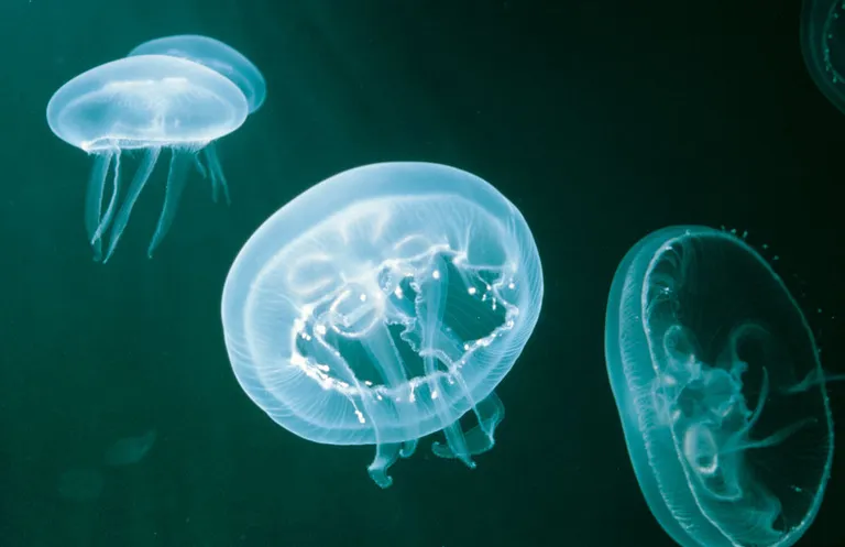 Jellyfish
