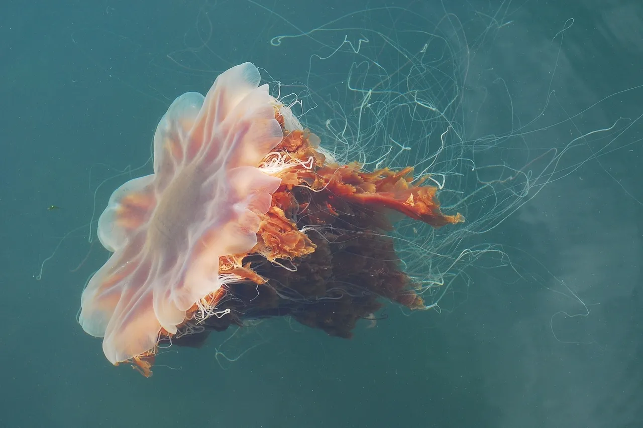 14788528973 9ef3689363 o