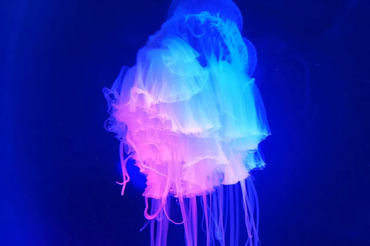 IMG 20190712 070620 1