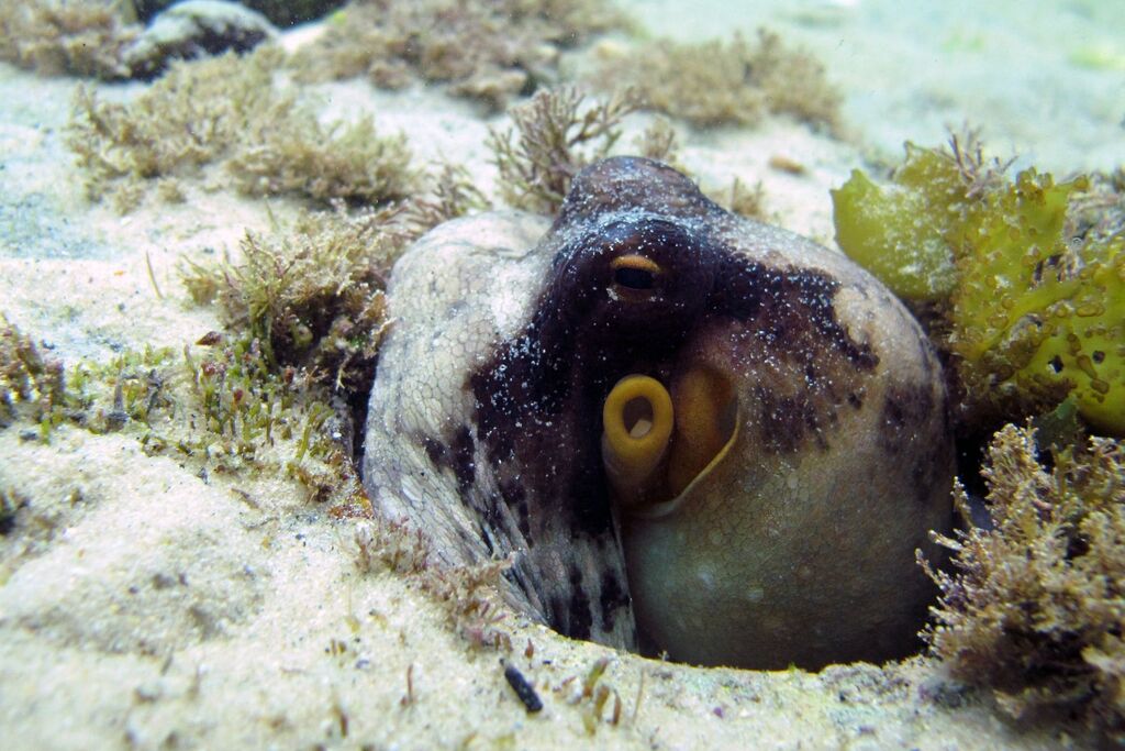 Two Oceans Aquarium | How does an octopus change its colour and shape?