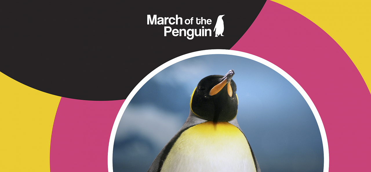 Penguins of marion island: the "other" african penguins