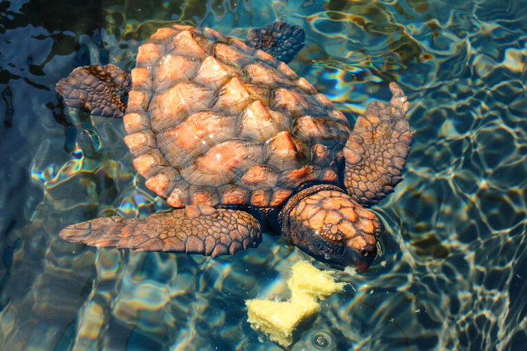 Two Oceans Aquarium Foundation Turtles need breakfast too the…