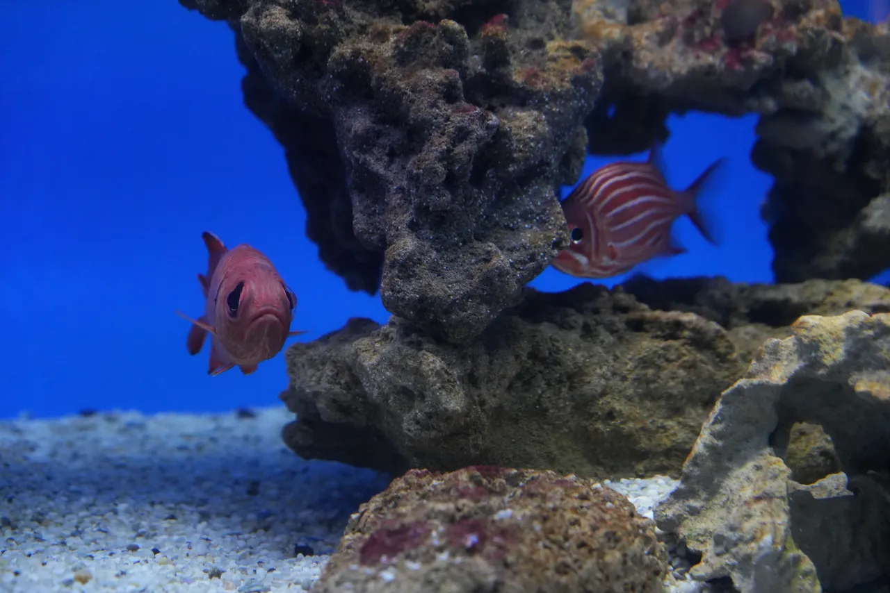 Meet our resident cave-dwellers