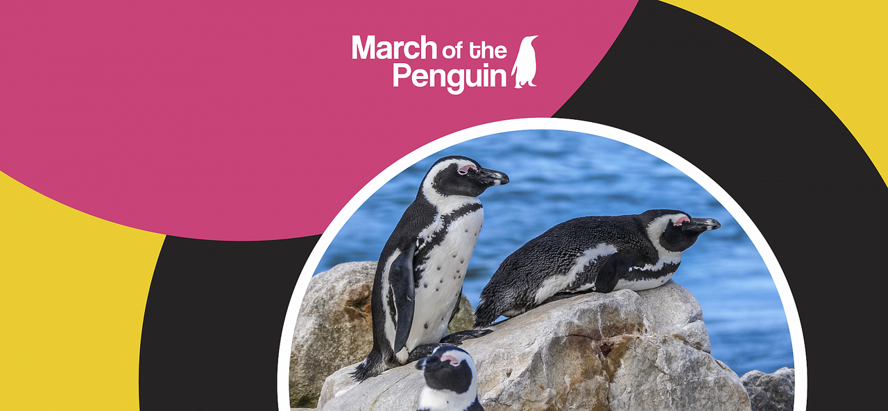 The changing colonies of african penguins