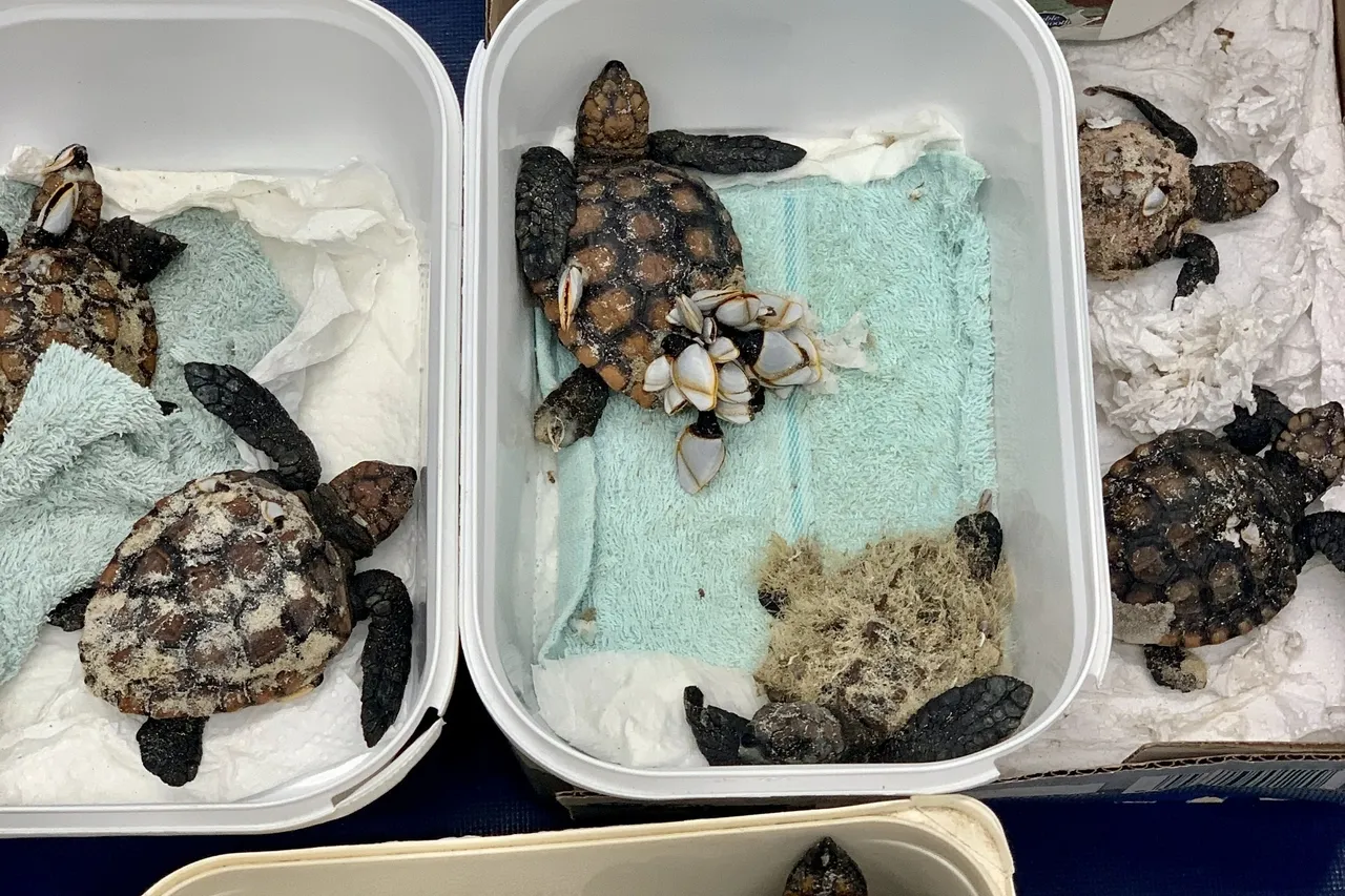 Hatchling Admission M Viljoen 11