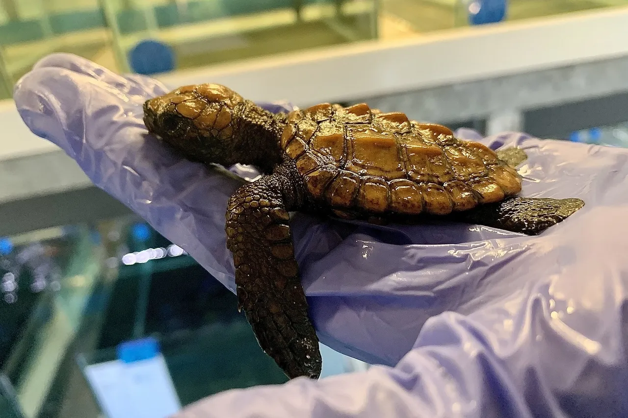 Hatchling Admission M Viljoen 1