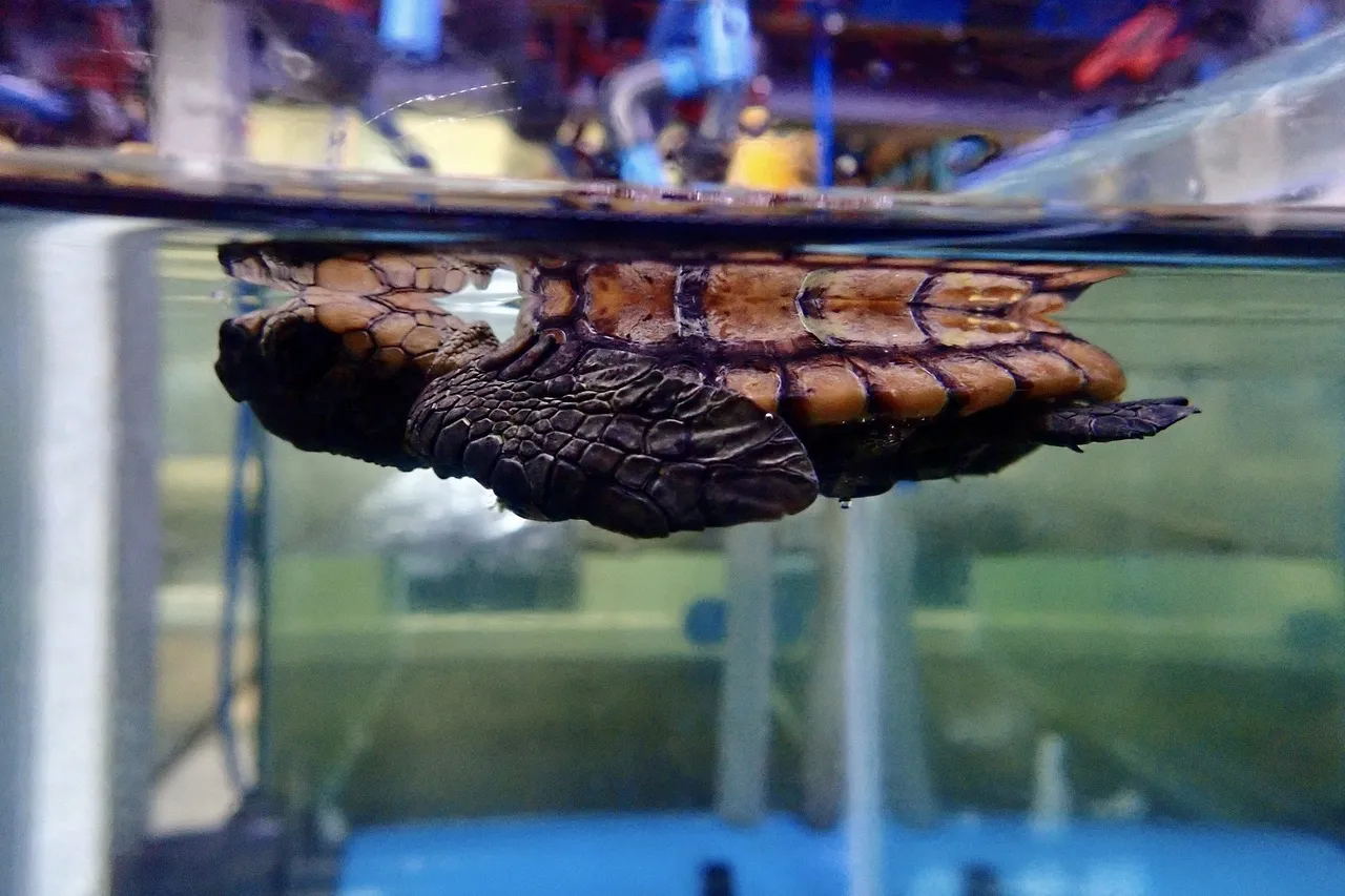 Hatchling Admission M Viljoen 6