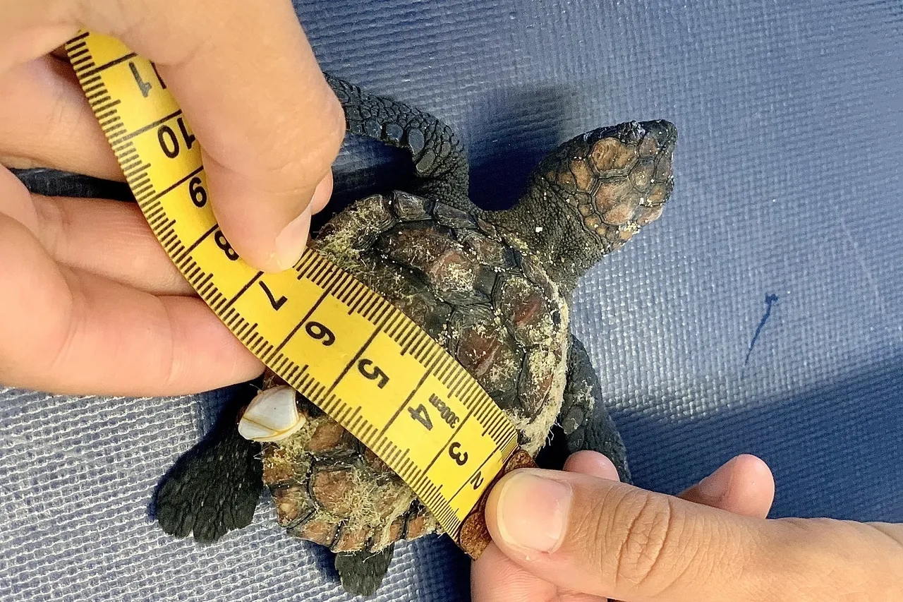 Hatchling Admission M Viljoen 2